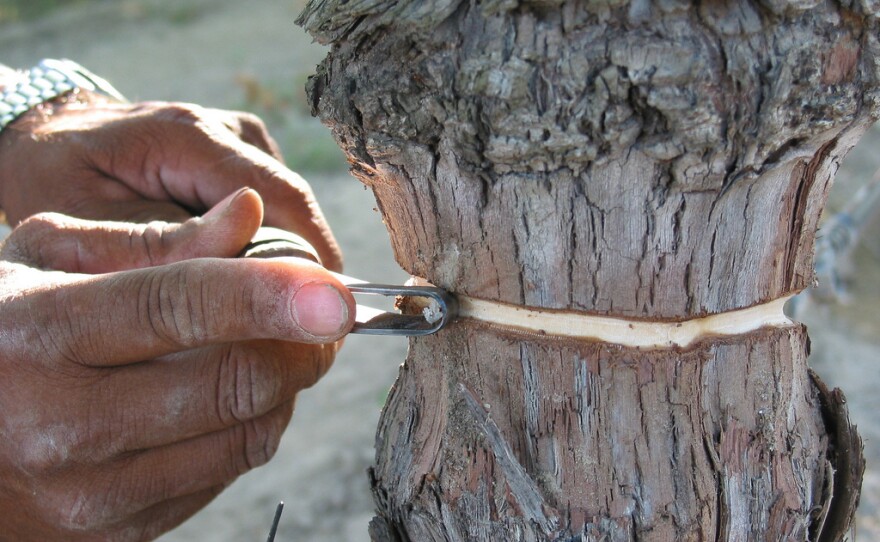 Put a "girdle" on that vine: By scraping off a small section of the grapevine's trunk, a farmer in California hopes to fatten up the fruit growing at the top.