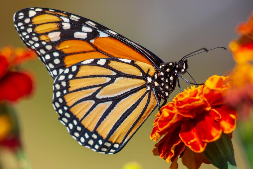 The profile of a Monarch Butterfly perched on a yellow and red flower