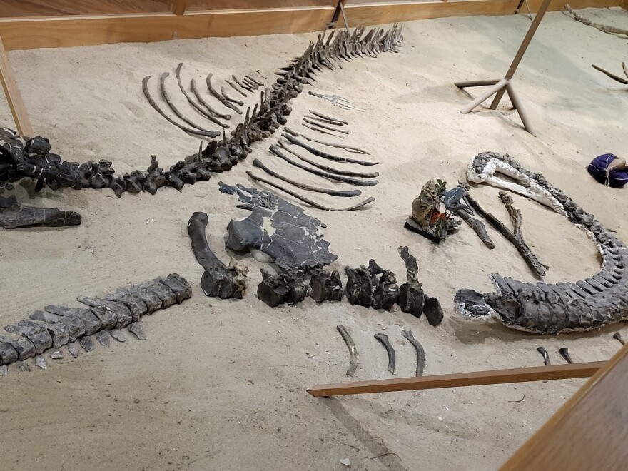 The only remains of a Plesiosaurus, a long-necked marine animal, at the Glenrock Paleon Museum