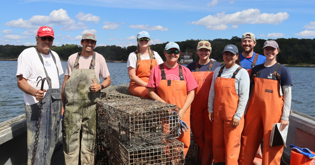More than 4,000 abandoned lobster traps hauled from Long Island Sound in 4 years