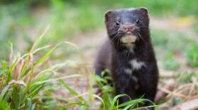 A wild American mink