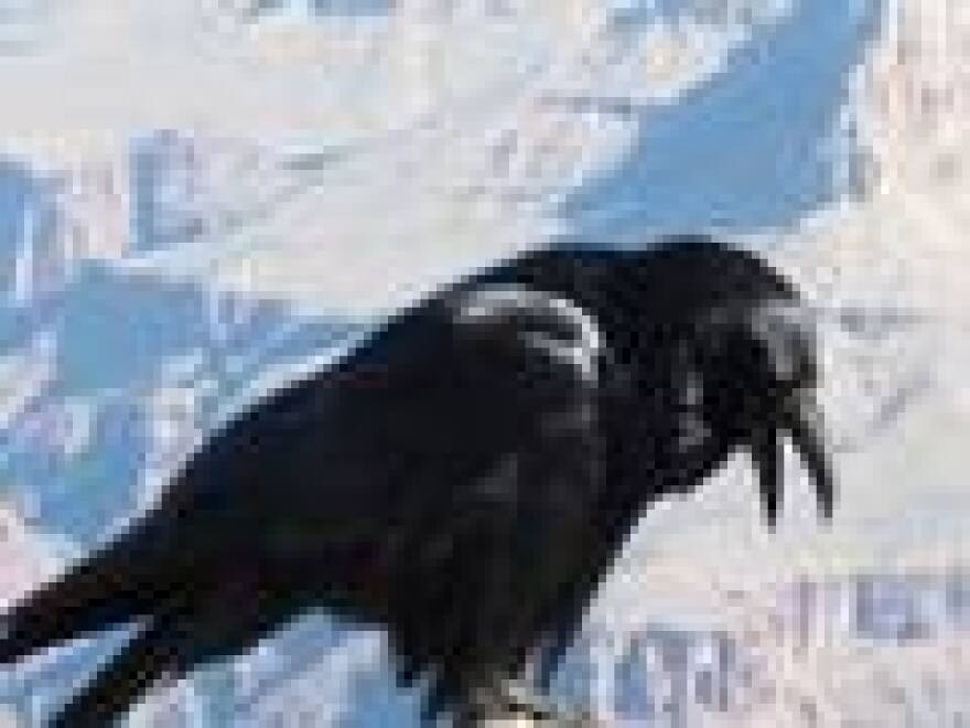 ravens.jpg