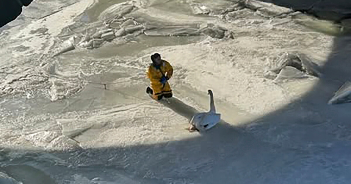 Firefighters rescue swan stuck in frozen Connecticut river ...