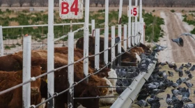 Communities along the U.S-Mexico border are bracing for the New World screwworm, a fly that poses a major threat to Texas' billion-dollar cattle industry.