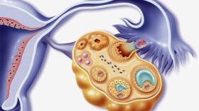 Depiction of female reproductive organs during ovulation.