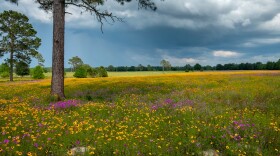 Suwannee County, FL countryside