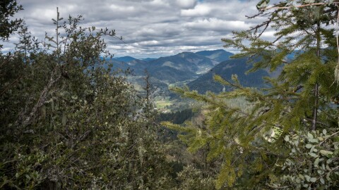 A view of tree-covered hills from the top of a mountain. A number of tree branches obscure about half of the view