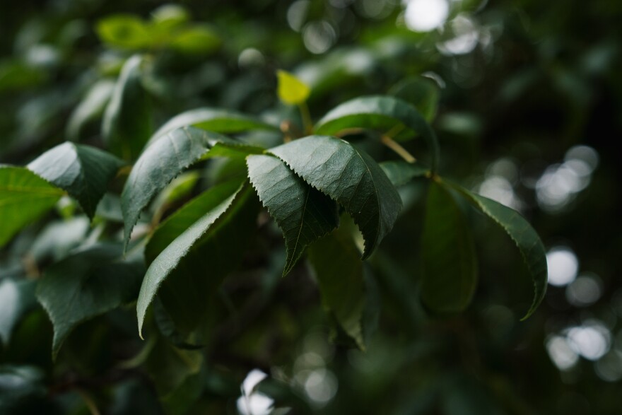 A hickory tree’s leaves show cupping at Tilden City Park on Wednesday, May 6, 2026, in Tilden, Illinois.