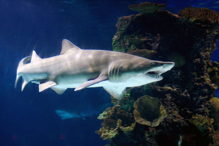 sand tiger shark