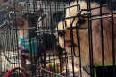 a small brown, black and white dog wearing a blue bandana sits in a wire kennel next to a long-haired, tan dog in a wire kennel