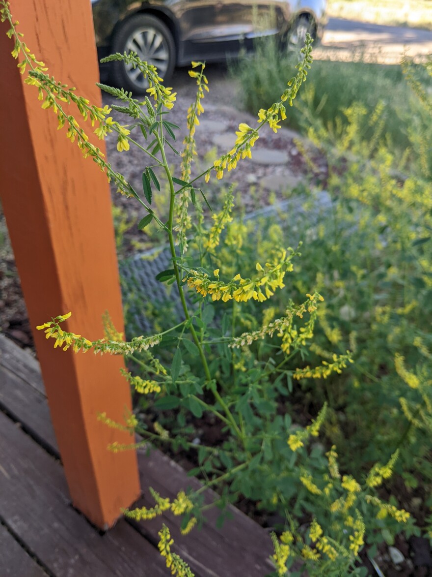 Yellow Sweet Clover