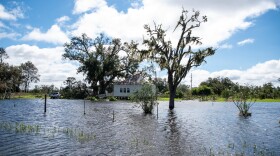 This photo shows oak trees surrounded by floodwaters in Theriot, Louisiana on Sept. 12, 2024.