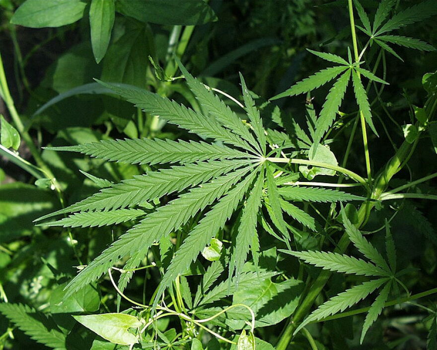 The defendant was charged with possessing marijuana plants after a firefighter discovered them.