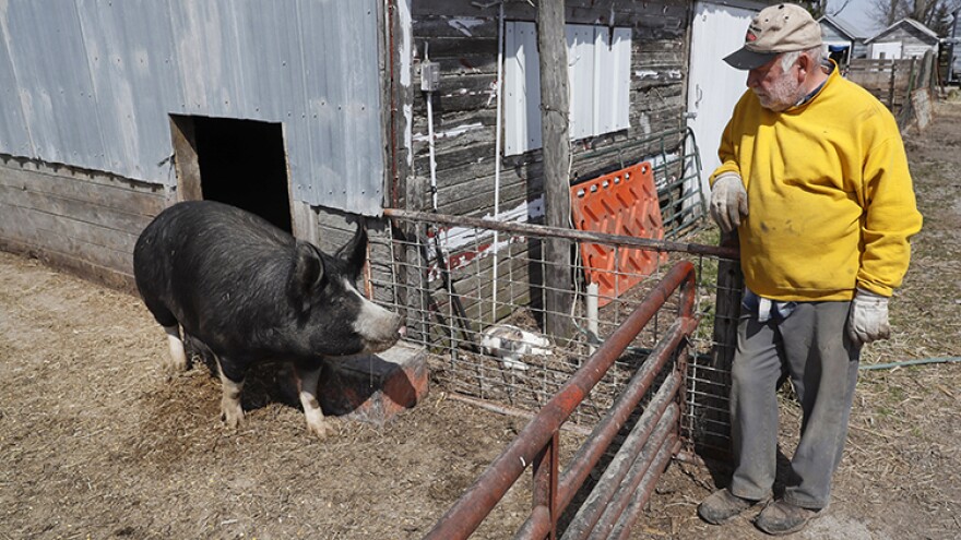 In this Friday, April 17, 2020, photo, Chris Petersen looks at a Berkshire hog in a pen on his farm near Clear Lake, Iowa. COVID-19, the disease caused by the coronavirus, has created problems for all meat producers, but pork farmers have been hit especially hard.