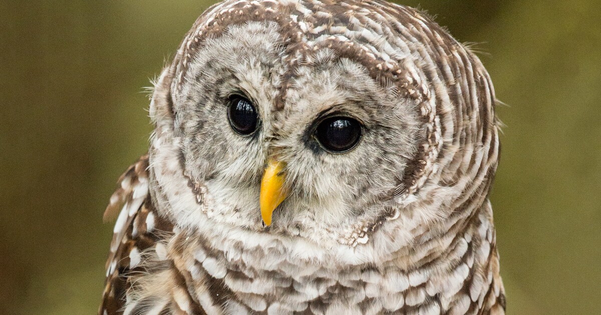 Barred owls South Carolina Public Radio