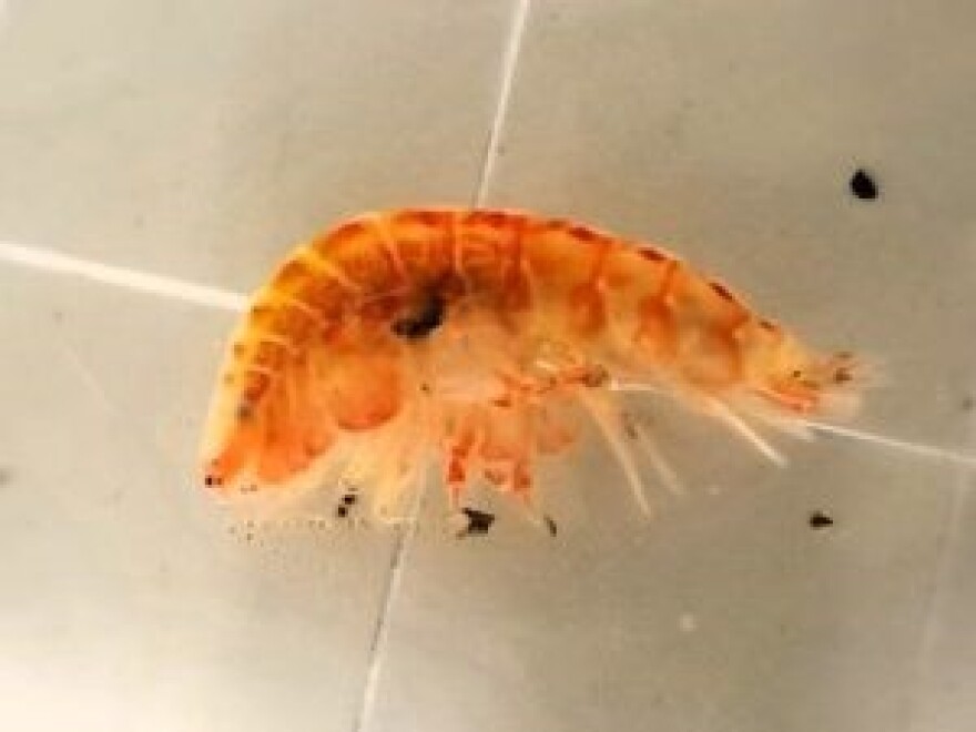 A close up view of an amphipod
