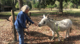 Alexandra Segal, 63, at her Melrose home with her pet donkeys. She says that a two-hour parking limit at the civil courthouse in downtown Gainesville caused her to worry about her parked car during recent jury duty. (Mercedes Leguizamon/WUFT News)