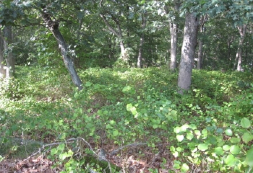 Recently protected woods in Guilford, Connecticut