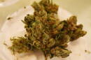 A marijuana flower.