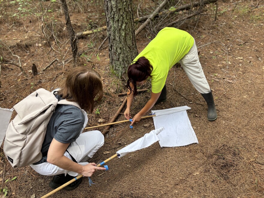 Emily Pickle and Darian Dean collect ticks through the "flagging" method on a neighborhood trail in Chesapeake on July 27, 2026.