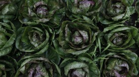 A variety of lettuce growing at Loma Farm. (credit: Dan Wanschura / Points North)