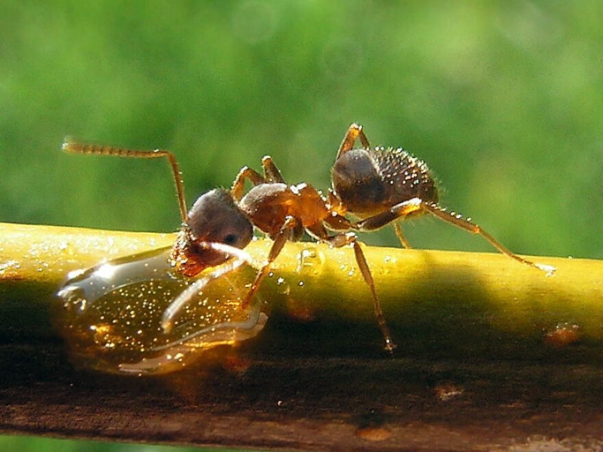 Lasius Niger (Black garden ant). Worker