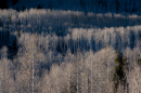 Photo of a forest where the trees are all mostly bare of leaves.