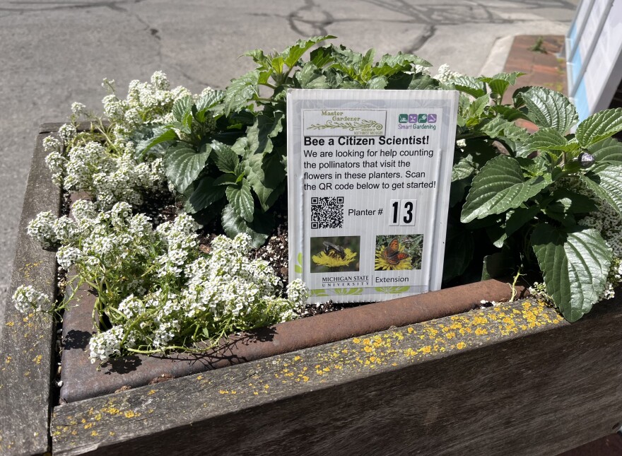 A planter on Front Street in Traverse City, with a sign encouraging people to take three minutes to count and categorize visiting insects. May 25, 2024. (Photo: Izzy Ross/IPR News)