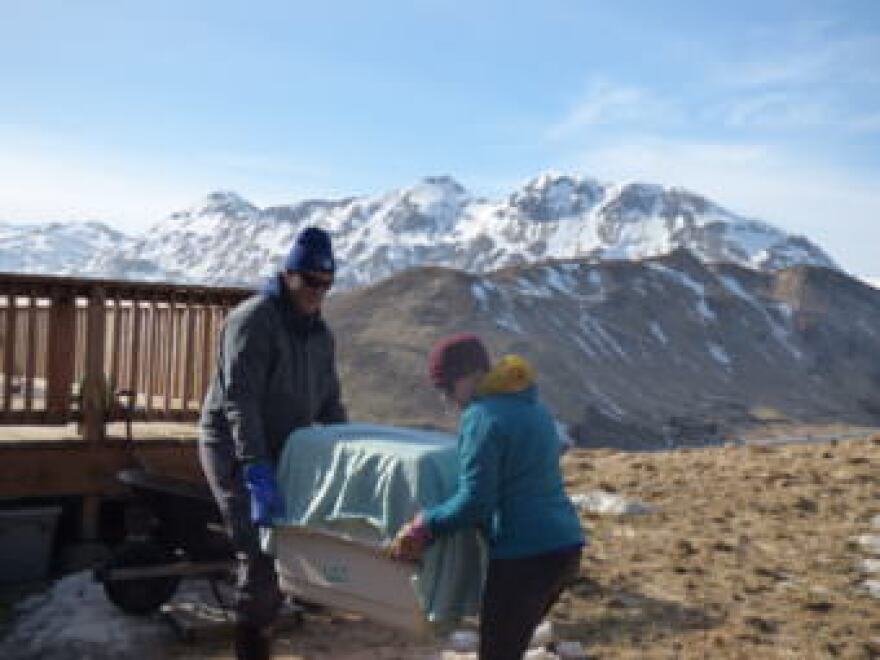 SeaGrant’s Andy Dietrick and Melissa Good carry the ringed seal to a truck. (Laura Kraegel/KUCB)