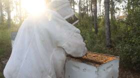 Andrew Beard tends the hives at the UFAIS extension. Photo: Danielle Prieur