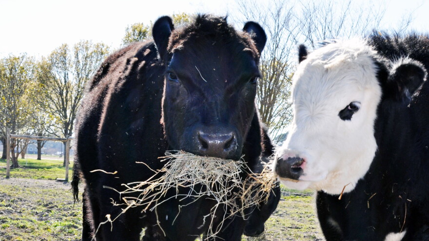 Black Angus Cattle, Photo Credit: Blake McCluney