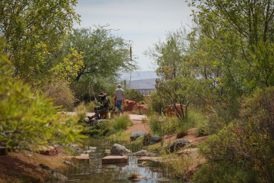 Drought-tolerant trees, like the ones seen here at the Red Hills Desert Garden, can provide cooling benefits while requiring less water than grass. That’s why some water conservancy districts have begun paying residents to plant them.