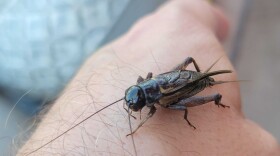 A cricket crawling on someone's hand.