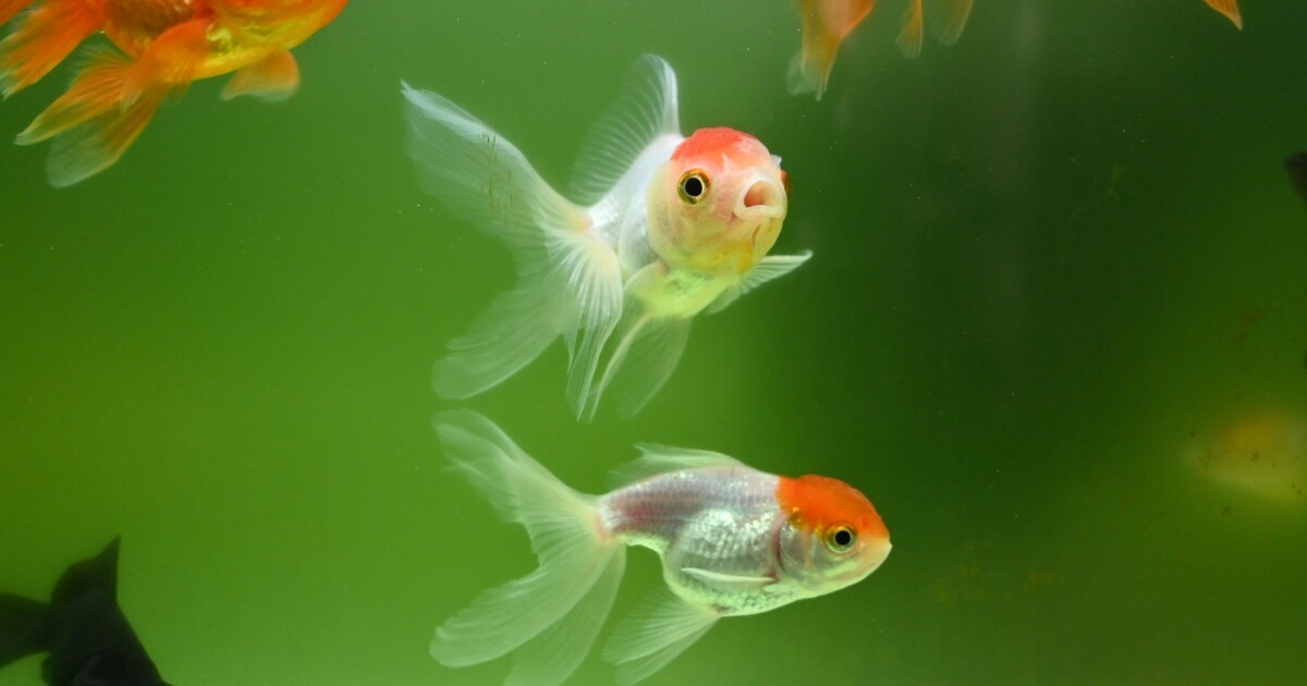 Want to set your goldfish free? An Ohio researcher says not so fast