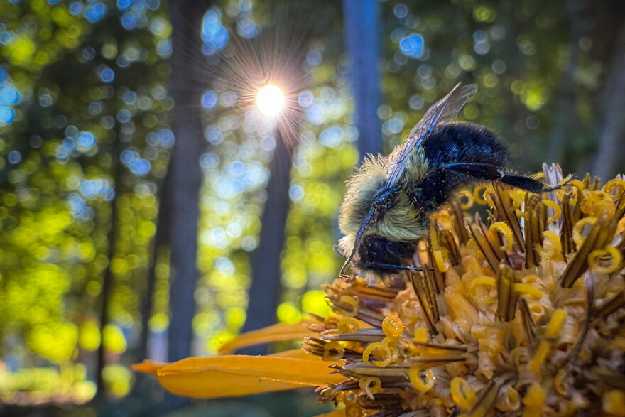 A bee rests on a Ligularia flower in the cool temperatures of an early fall morning in Mansfield, Connecticut.