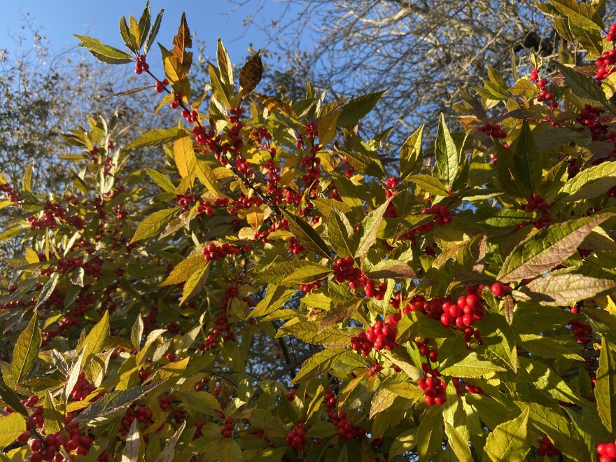 November colors