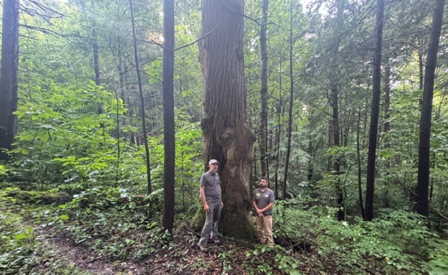 Some of the old growth forest trees go back 300 years