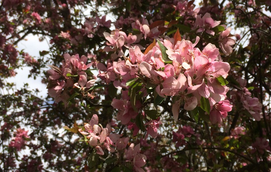 Crabapple blossom 