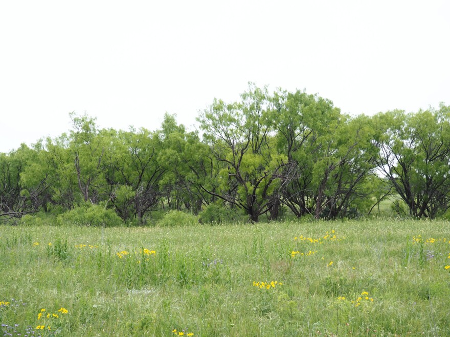 Portions of Hays’ land that he’s cleared himself, with mesquite trees in the background.