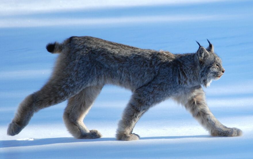 The Cottonwood decision says the U.S. Forest Service needs to draw up a new management plan for 12 million acres of critical Canada Lynx habitat.