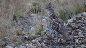 Ruffed Grouse