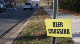 Cars speed by bright yellow lawn signs that reads "deer crossing" on Stadium Drive in Oshtemo Townshup.