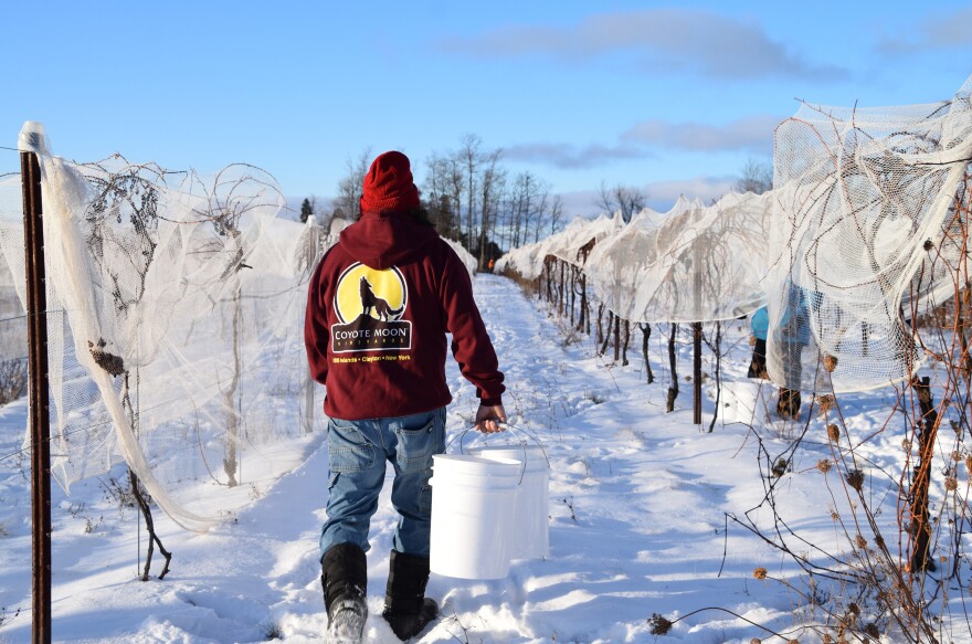 Robert Heyman, a Coyote Moon employee, returns to the vines to fill his bucket with frozen grapes. The vineyard grows two cold climate varietals for ice wine: frontenac (red) and frontenac gris (white).