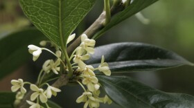 A tea olive shrub in bloom