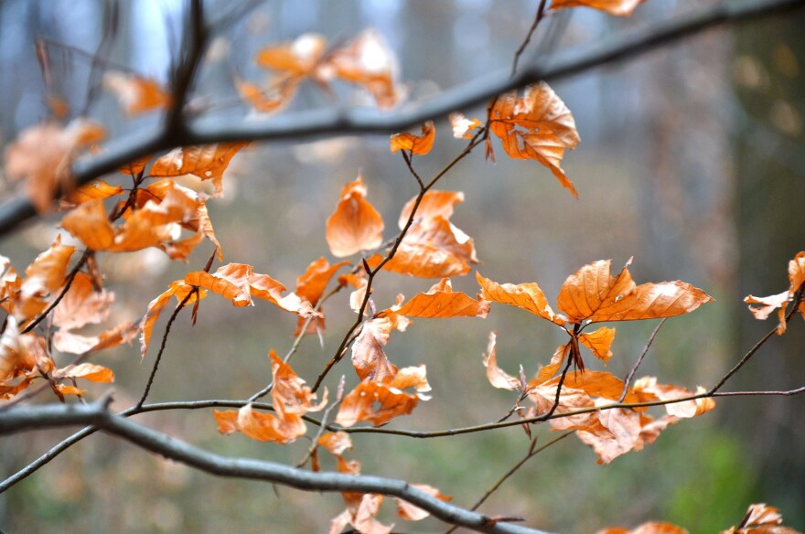 Trees losing leaves in winter