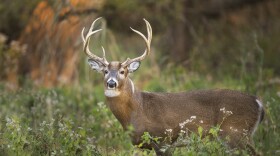 A large whitetail deer buck stands in the forst in the soft morning light