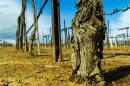 Vinyard Willcox hero