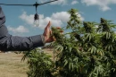 CEO of Hometown Hero, Lukas Gilkey, reaches for a hemp bud at his farm in San Antonio on October 17, 2025.