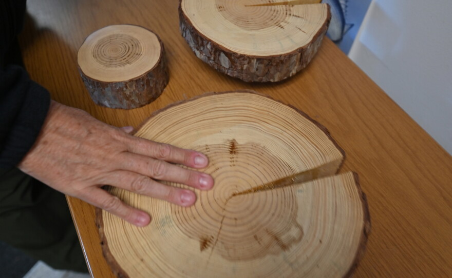 Robin Tracey, Environmental Education Specialist at Tuscarora State Park, shows a cross section of three different trees. All are 52 years old but vary in size because of different environmental stresses.
