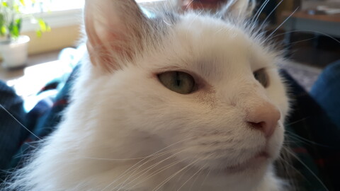 Picture of a cat